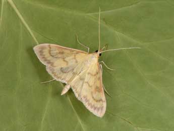 Paratalanta hyalinalis Hb. adulte - �Philippe Mothiron