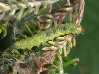  Chenille de Acleris hyemana Hw. - �Patrick Clement