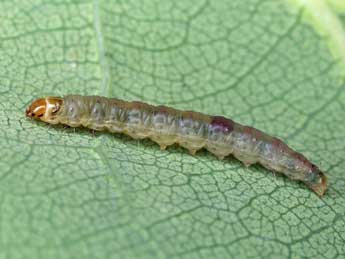  Chenille de Epinotia immundana Fisch. - �Patrick Clement