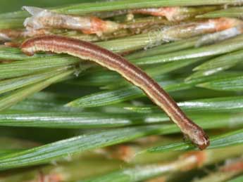  Chenille de Eupithecia indigata Hb. - �Philippe Mothiron