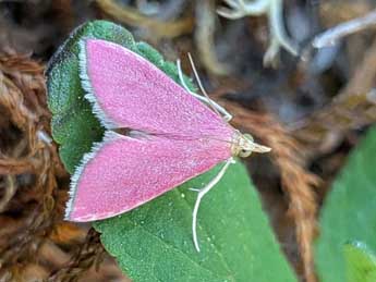 Pyrausta inornatalis Fernald adulte - �Romain Planchot