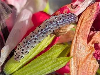  Chenille de Pyrausta inornatalis Fernald - �Romain Planchot