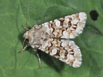 Hadena irregularis Hfn. adulte - �Philippe Mothiron