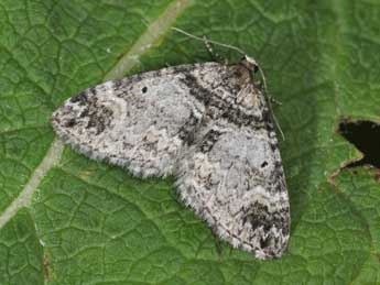 Perizoma juracolaria Whrl. adulte - �Philippe Mothiron