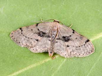 Idaea laevigata Scop. adulte - �Philippe Mothiron