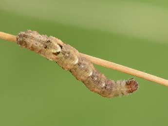  Chenille de Idaea laevigata Scop. - �Philippe Mothiron