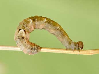  Chenille de Idaea laevigata Scop. - �Philippe Mothiron