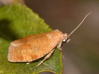 Choristoneura lafauryana Rag. adulte - �Caroline Houalet