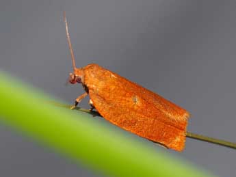 Choristoneura lafauryana Rag. adulte - �Bruno Oger