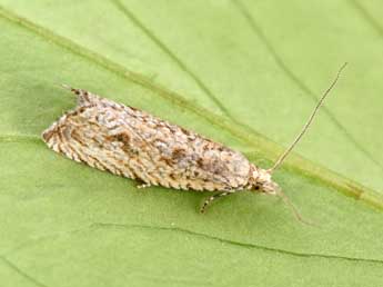 Bactra lancealana Hb. adulte - �Philippe Mothiron