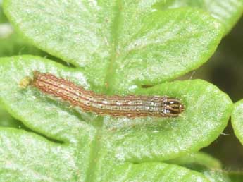  Chenille de Callopistria latreillei Dup. - �Philippe Mothiron