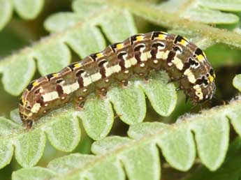  Chenille de Callopistria latreillei Dup. - �Philippe Mothiron