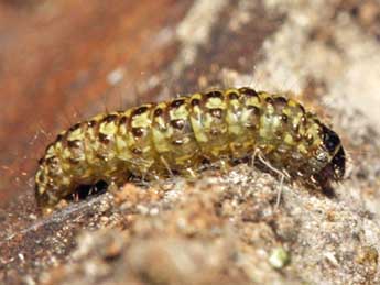  Chenille de Eudonia lineola Curt. - �Simon Th�venin