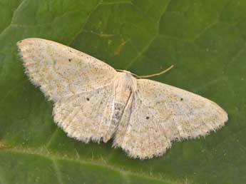 Idaea litigiosaria Bsdv. adulte - �Philippe Mothiron