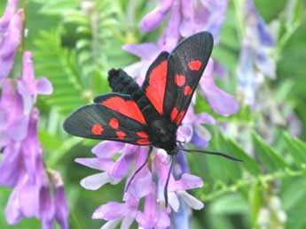 Zygaena lonicerae Scheven adulte - �Philippe Mothiron