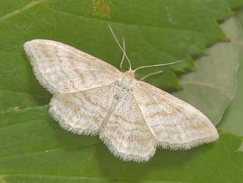 Idaea macilentaria H.-S. adulte - �Philippe Mothiron