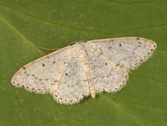 Scopula marginepunctata Gze adulte - �Philippe Mothiron