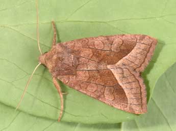 Hydraecia micacea Esp. adulte - �Philippe Mothiron