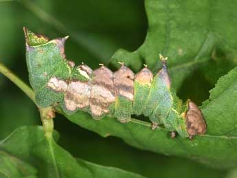  Chenille de Harpyia milhauseri F. - �Philippe Mothiron