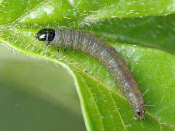  Chenille de Rhopobota naevana Hb. - �Patrick Clement