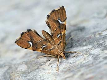 Musotima nitidalis Wlk. adulte - �Dominique Halleux