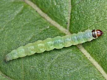  Chenille de Acleris notana Donovan - �Patrick Clement