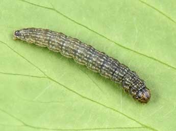  Chenille de Uncinus obductellus Z. - �Philippe Mothiron