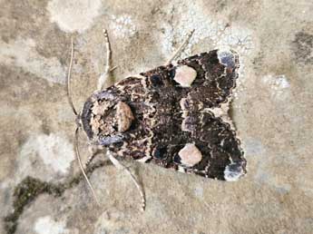 Oxytripia orbiculosa Esp. adulte - �Jean Haxaire