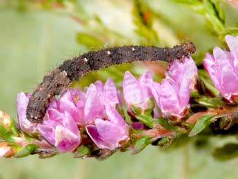  Chenille de Idaea ostrinaria Hb. - �Philippe Mothiron