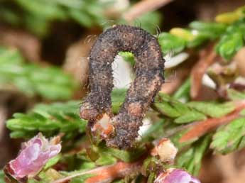  Chenille de Idaea ostrinaria Hb. - �Philippe Mothiron