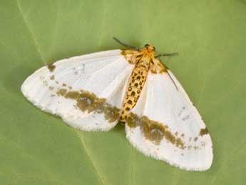 Abraxas pantaria L. adulte - �Philippe Mothiron