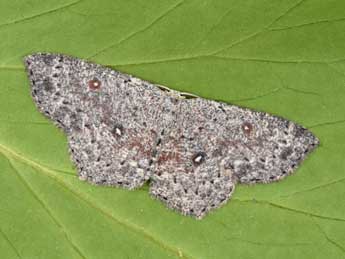 Cyclophora pendularia Cl. adulte - �Philippe Mothiron
