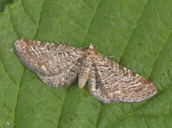 Eupithecia pernotata Gn. adulte - �Philippe Mothiron