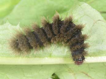  Chenille de Syntomis phegea L. - �Philippe Mothiron