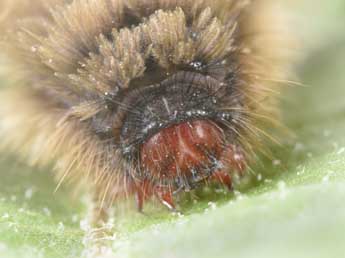  Chenille de Syntomis phegea L. - �Philippe Mothiron