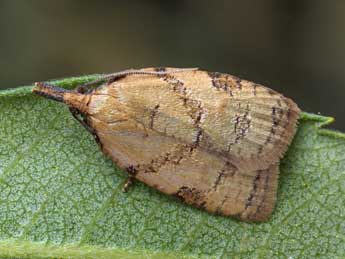 Sparganothis pilleriana D. & S. adulte - �Patrick Clement