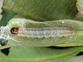  Chenille de Sparganothis pilleriana D. & S. - �Patrick Clement