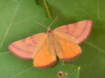 Lythria purpuraria L. adulte - �Philippe Mothiron