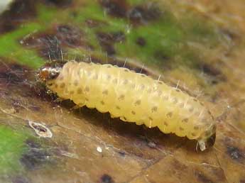  Chenille de Pammene purpureana Const. - �Ruben Meert