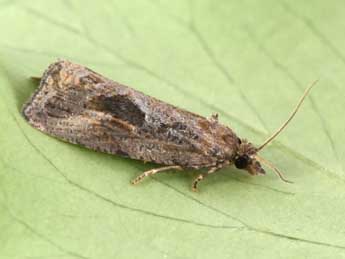 Endothenia quadrimaculana Hw. adulte - �Philippe Mothiron