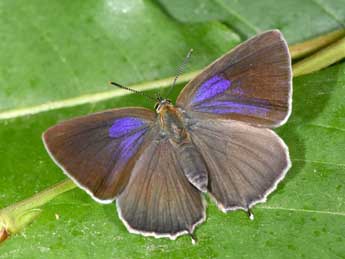 Quercusia quercus L. adulte - �Philippe Mothiron