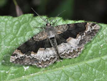 Alcis repandata L. adulte - �Philippe Mothiron