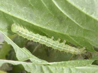  Chenille de Hypena rostralis L. - �Philippe Mothiron
