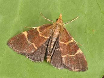 Hypsopygia rubidalis D. & S. adulte - �Philippe Mothiron