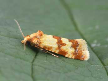 Aethes sanguinana Tr. adulte - �Philippe Mothiron