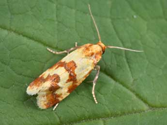 Aethes sanguinana Tr. adulte - �Philippe Mothiron