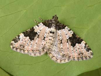 Xanthorhoe sardisjuncta Hausm. adulte - �Philippe Mothiron