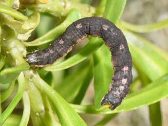  Chenille de Xanthorhoe sardisjuncta Hausm. - �Philippe Mothiron