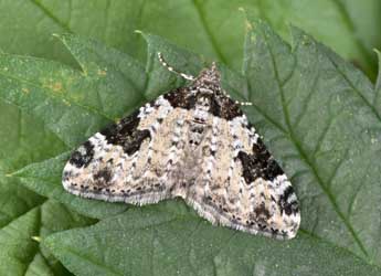 Xanthorhoe sardisjuncta Hausm. adulte - �Philippe Mothiron