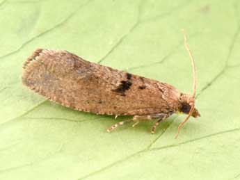 Epinotia sordidana Hb. adulte - �Philippe Mothiron